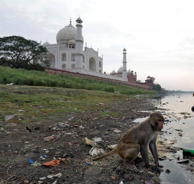 taj_monkey.jpg