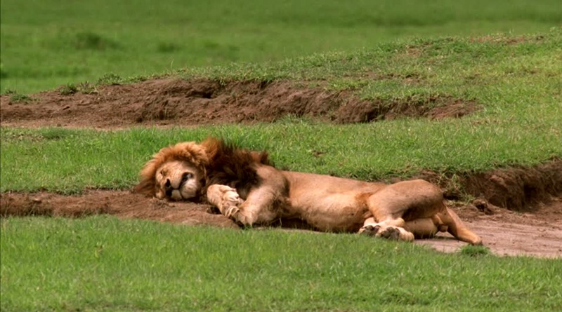 gir_lion.jpg