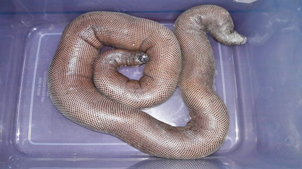 images_1528535254908_mandul_snake-1280x719.jpg