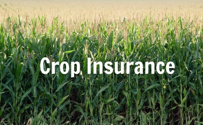 crop_insurance.jpg