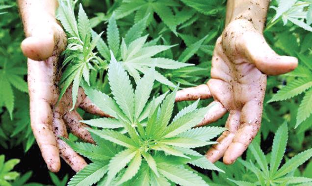 ganja.jpg